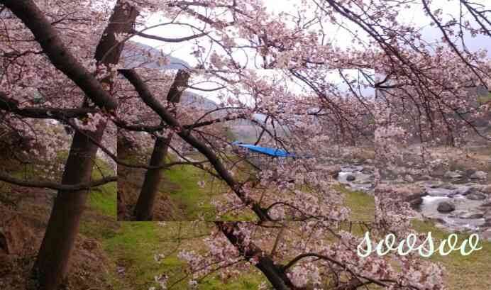 벚꽃축제&amp;#44;벚꽃길/ 벗꽃터널 4월 커플드라이브코스 추천