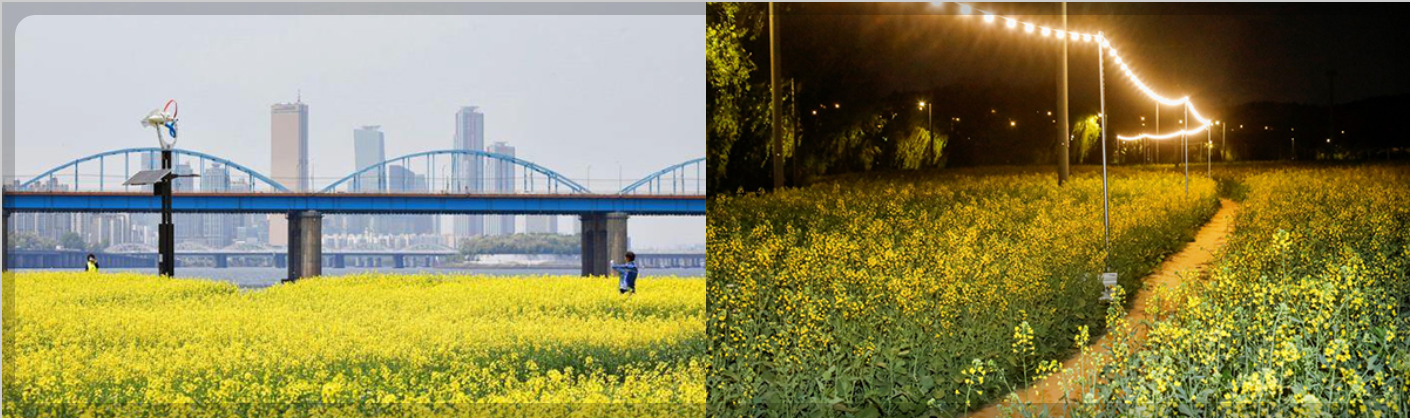 전국 유채꽃 축제 일정