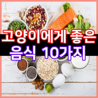 &amp;quot;고양이
