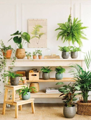 플랜테리어 디자이너, 자연과 감성을 담은 공간 전문가