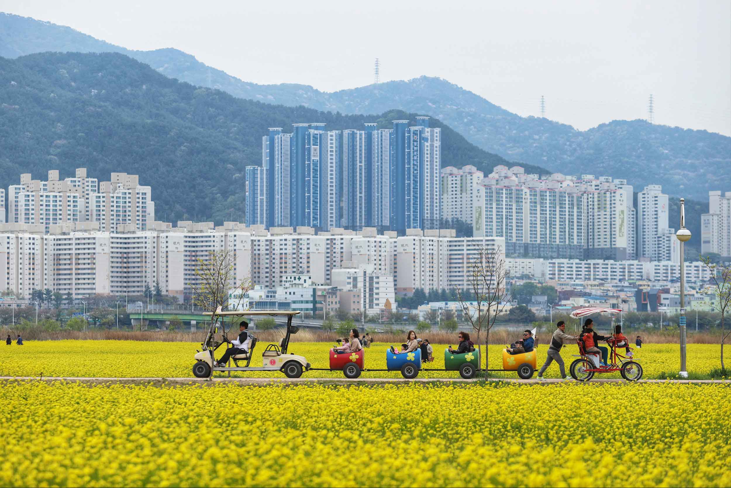 대저생태공원 유채꽃