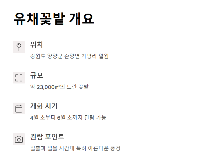 양양 남대천 유채꽃밭