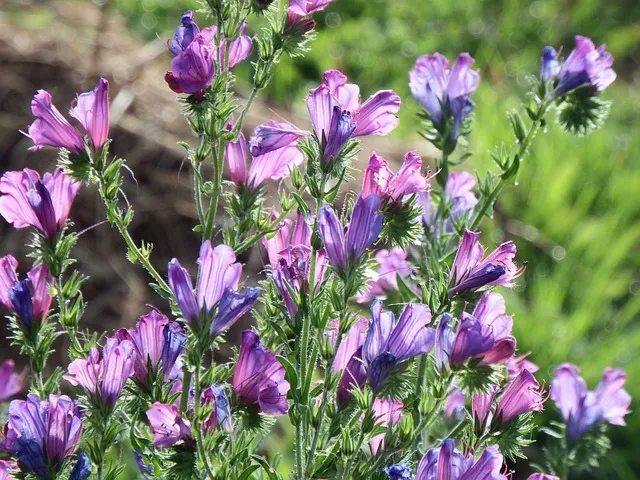 성녀 클라라: 가난을 선택한 귀족 여성의 삶_6