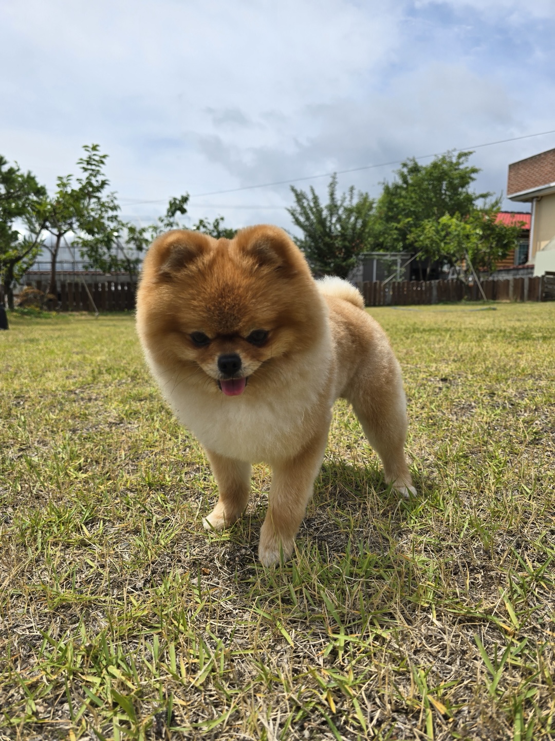 강아지 사회화 관련 사진