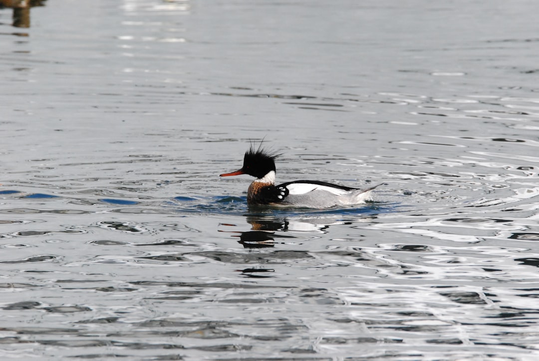 Water spot