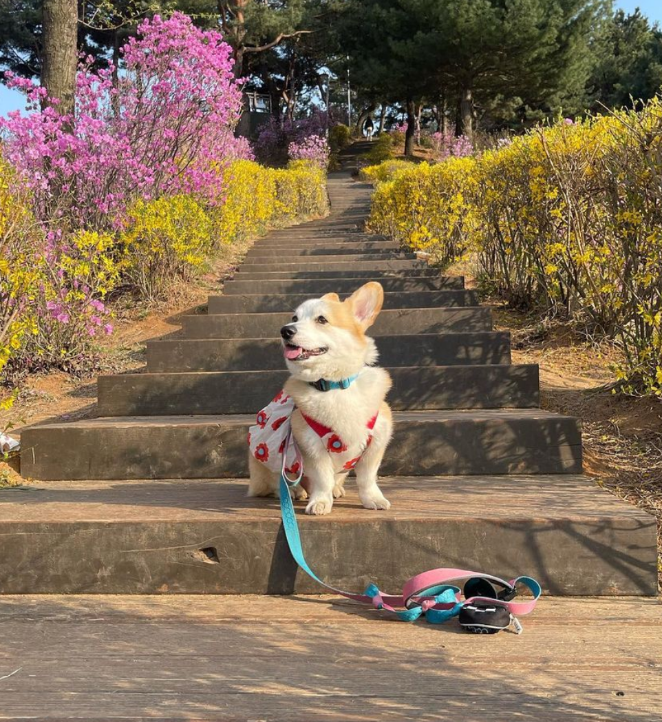 웰시코기 계단에서