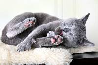 새끼고양이 꿈해몽