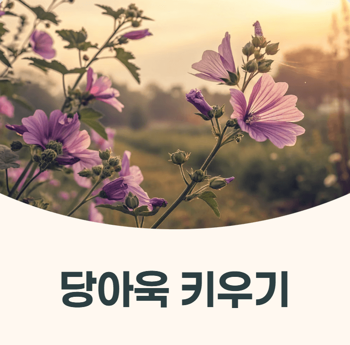 당아욱 키우기