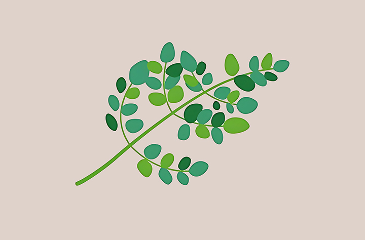 모링가-하루-섭취-권장량