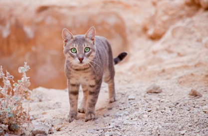 사막에 있는 고양이.
