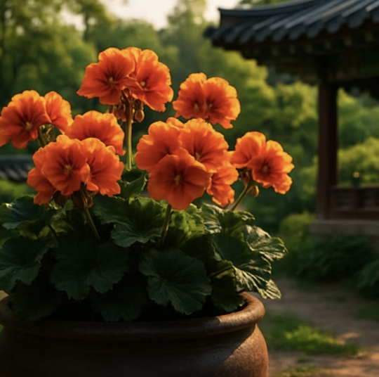 제라늄의 여왕, 리갈제라늄 키우기 A to Z