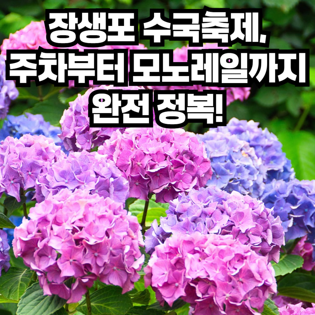 울산 장생포 수국축제 2025 주차장, 모노레일, 일정 정보