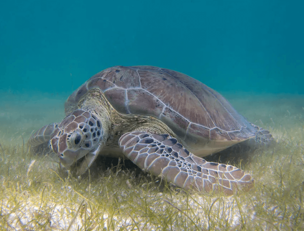 바다거북스프 문제