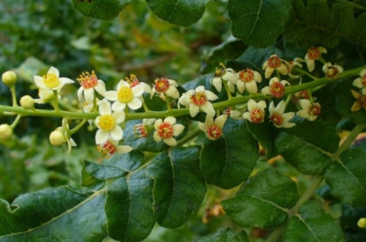 보스웰리아 부작용 임신