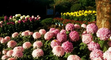 제주민속촌 국화축제