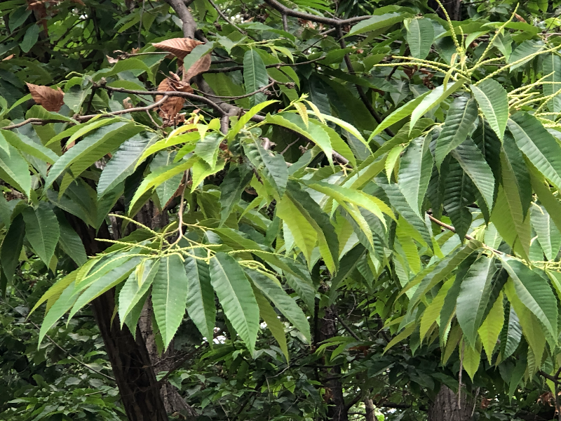 밤나무 잎1