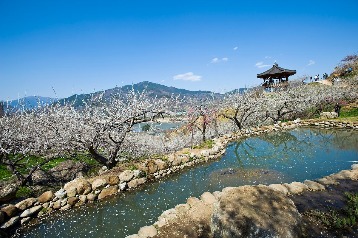 광양 매화축제