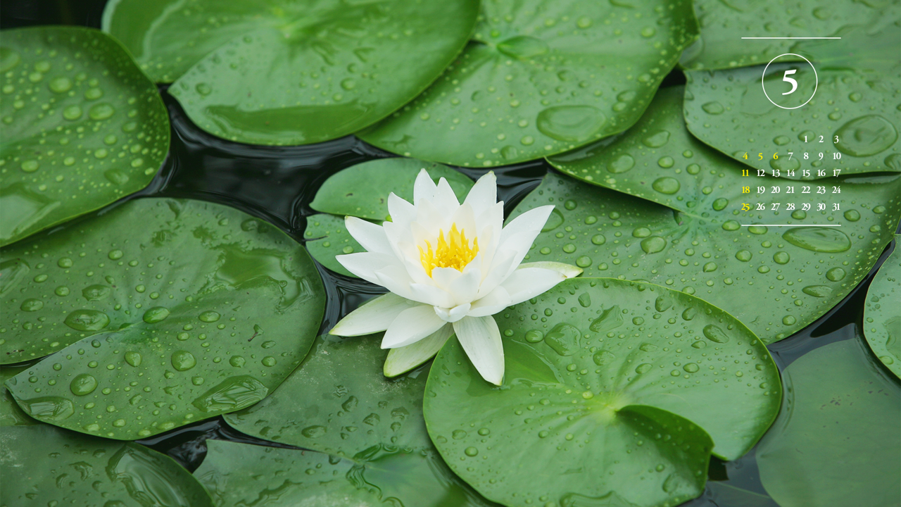 05 흰색 수련 A - 2025년5월 노트북배경화면