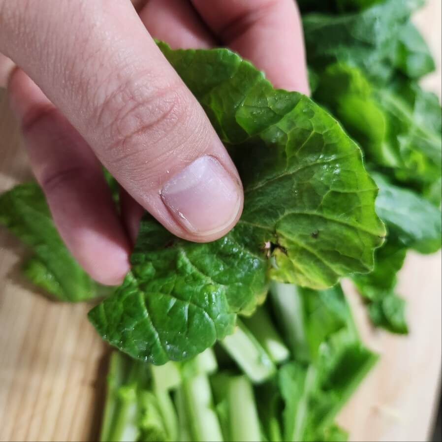 #갓김치&amp;#44;#돌산갓&amp;#44;#갓김치 갓&amp;#44;#갓 식물&amp;#44;#여수 갓&amp;#44;#채소 갓&amp;#44;#청갓&amp;#44;#갓 채소&amp;#44;#생갓&amp;#44;#식물 갓&amp;#44;#갓 뜻&amp;#44;#갓나물&amp;#44;#삿갓&amp;#44;#야채 갓&amp;#44;#갖&amp;#44;#갓 영어로&amp;#44;#돌갓&amp;#44;#홍갓&amp;#44;#양반갓&amp;#44;#갓꽃&amp;#44;#갓생&amp;#44;#갓세븐&amp;#44;#갓오브하이스쿨&amp;#44;#가습기&amp;#44;#가스라이팅&amp;#44;#가수현미&amp;#44;#가생이&amp;#44;#가생이닷컴&amp;#44;#갓피플&amp;#44;#가스라이팅 뜻&amp;#44;#갓피플몰&amp;#44;#가상화폐&amp;#44;#갓피아 성경&amp;#44;#가상화폐 시세&amp;#44;#가스안전공사&amp;#44;#가습기 추천&amp;#44;#갓피플 취업&amp;#44;#가스안전공사 사이버지사&amp;#44;#갓피아&amp;#44;#가수 현미&amp;#44;#가수 현미 사망&amp;#44;#가수현미나이&amp;#44;#가수 현미 건강