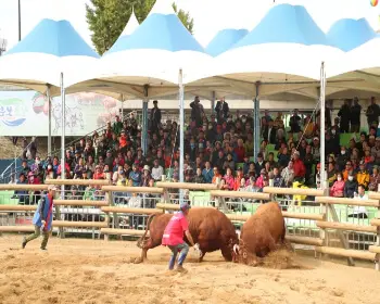 보은 대추축제_26