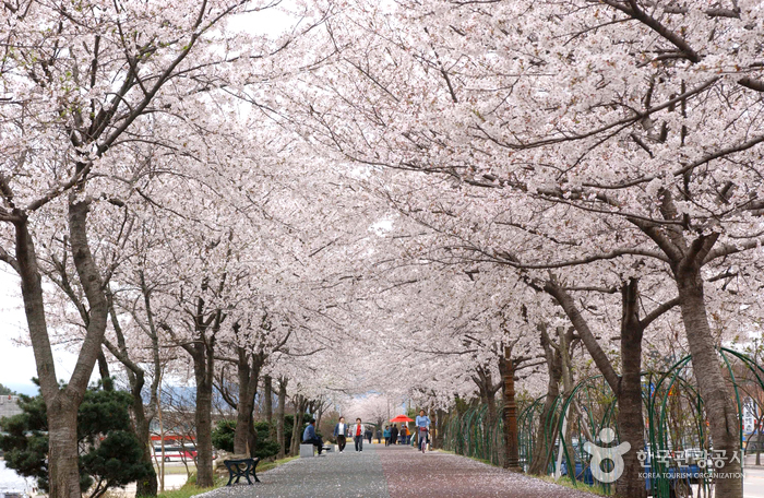 남원벚꽃