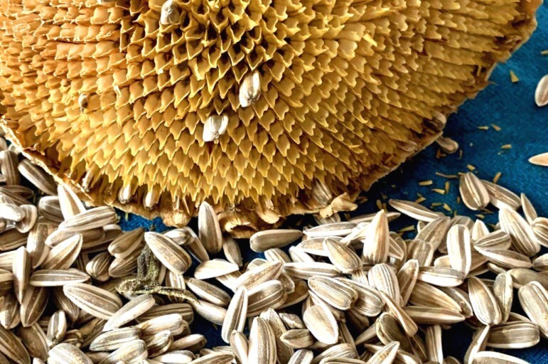 건강에 좋은 해바라기씨