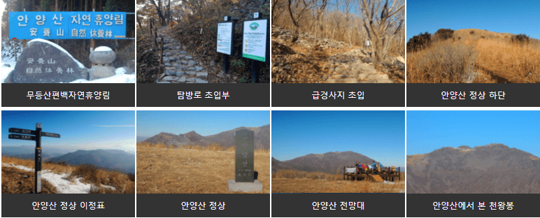 안양산편백