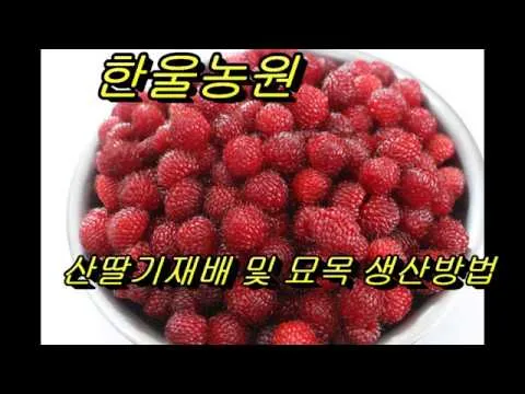산딸기 재배 번식 방법 포트 묘 심기 잡초 관리_4