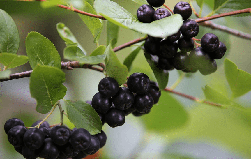 아로니아 먹는방법