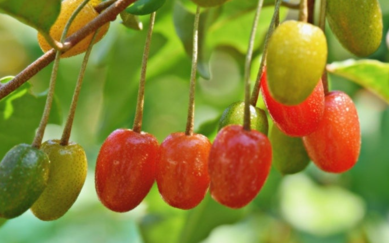 보리수-열매-효능-부작용-하루-섭취량-관련-사진