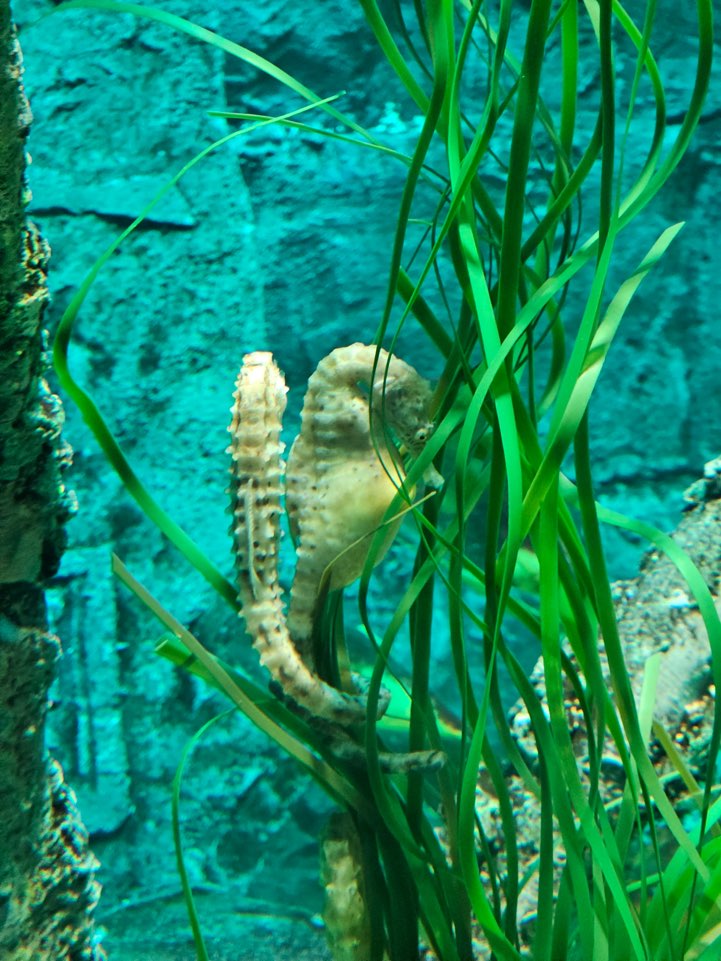 조호바루-한달살기-레고랜드-씨라이프