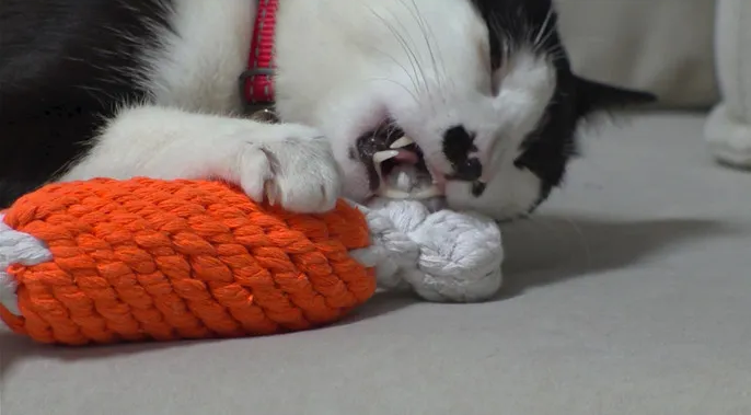 이식증 고양이 여름이