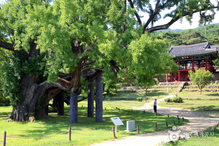 대구 가볼만한 단풍 여행은 어디일까? 대구 단풍 여행 총정리!
