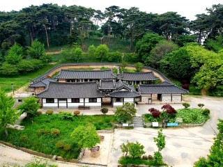 서산 유기방가옥 수선화축제 개화 상황