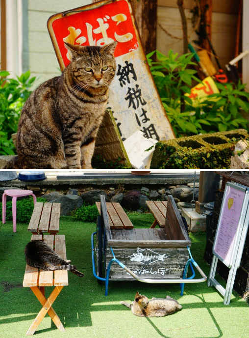 아이노시마 섬 길거리 고양이들 사진