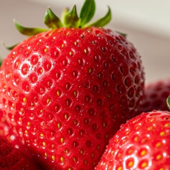 딸기