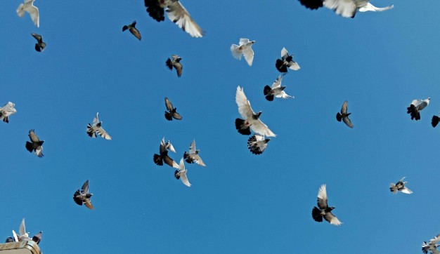 새들이-하늘을-날고-있습니다.