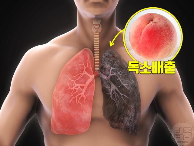 복숭아 폐암 폐렴