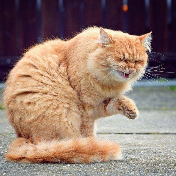 고양이 재채기 원인? 상부 호흡기 질환 증상