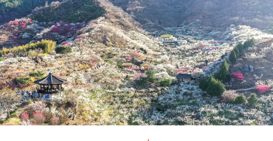 연인과 걷기 좋은 매화마을 데이트 코스