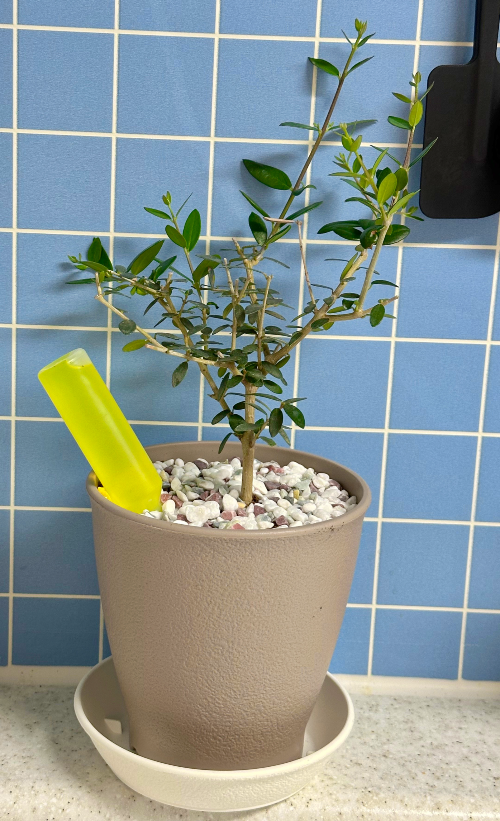 올리브 나무 관리