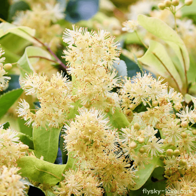 린덴블로섬 (Linden blossom)