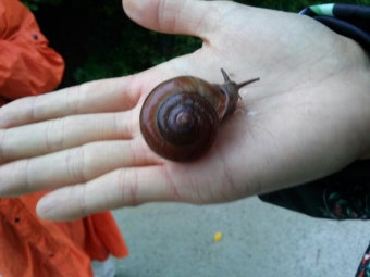 애완 달팽이? 대왕달팽이 아프리카종 키우는 법