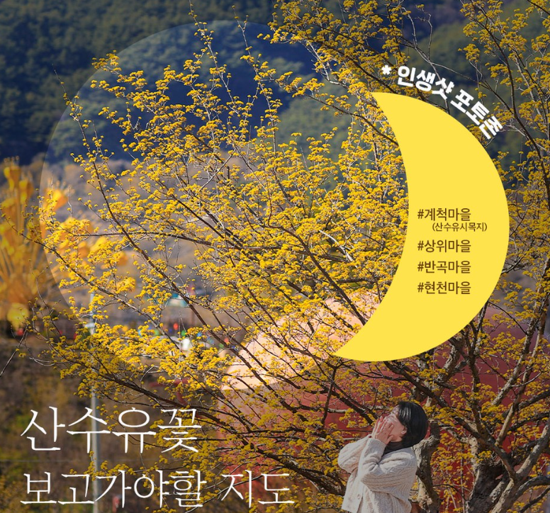 구례산수유꽃축제 기본정보