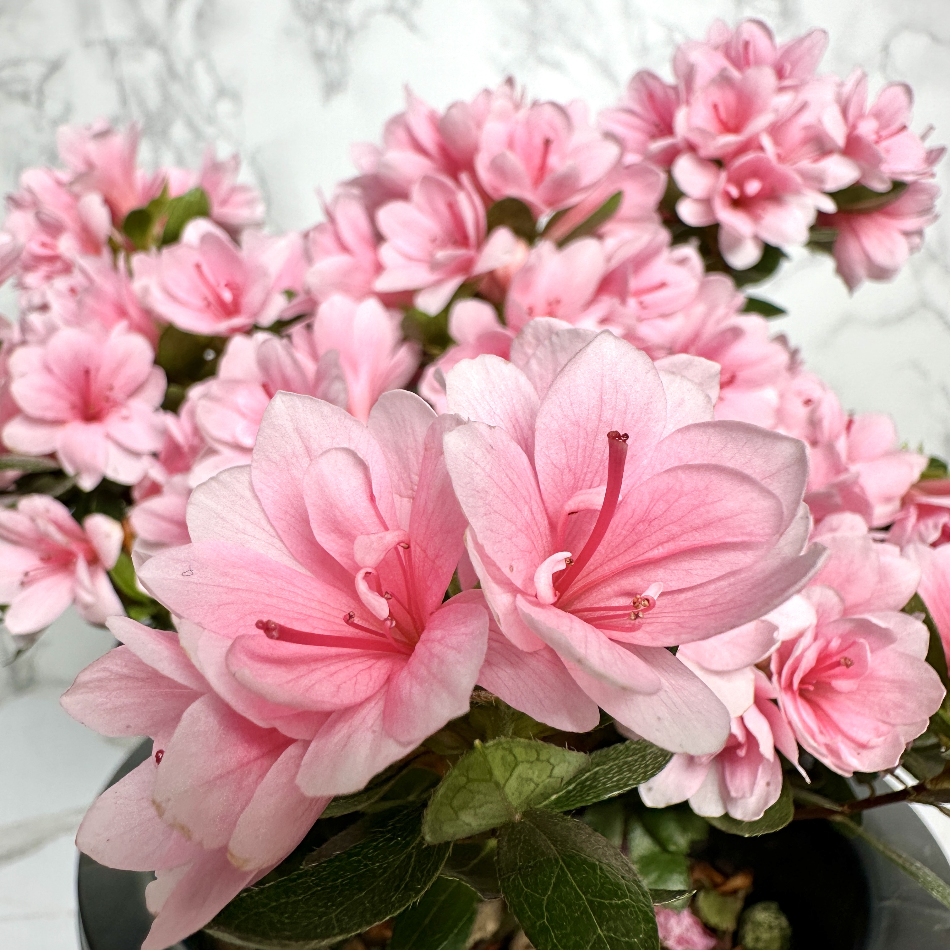 노지월동 가능한 꽃나무 추천 방울 철쭉