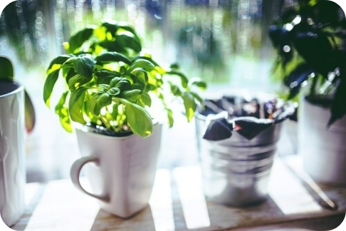 바질 효능 섭취 시 주의사항2