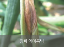 양파마늘병충해