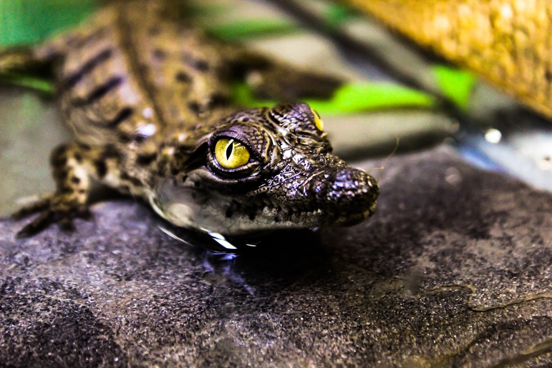 Croc.