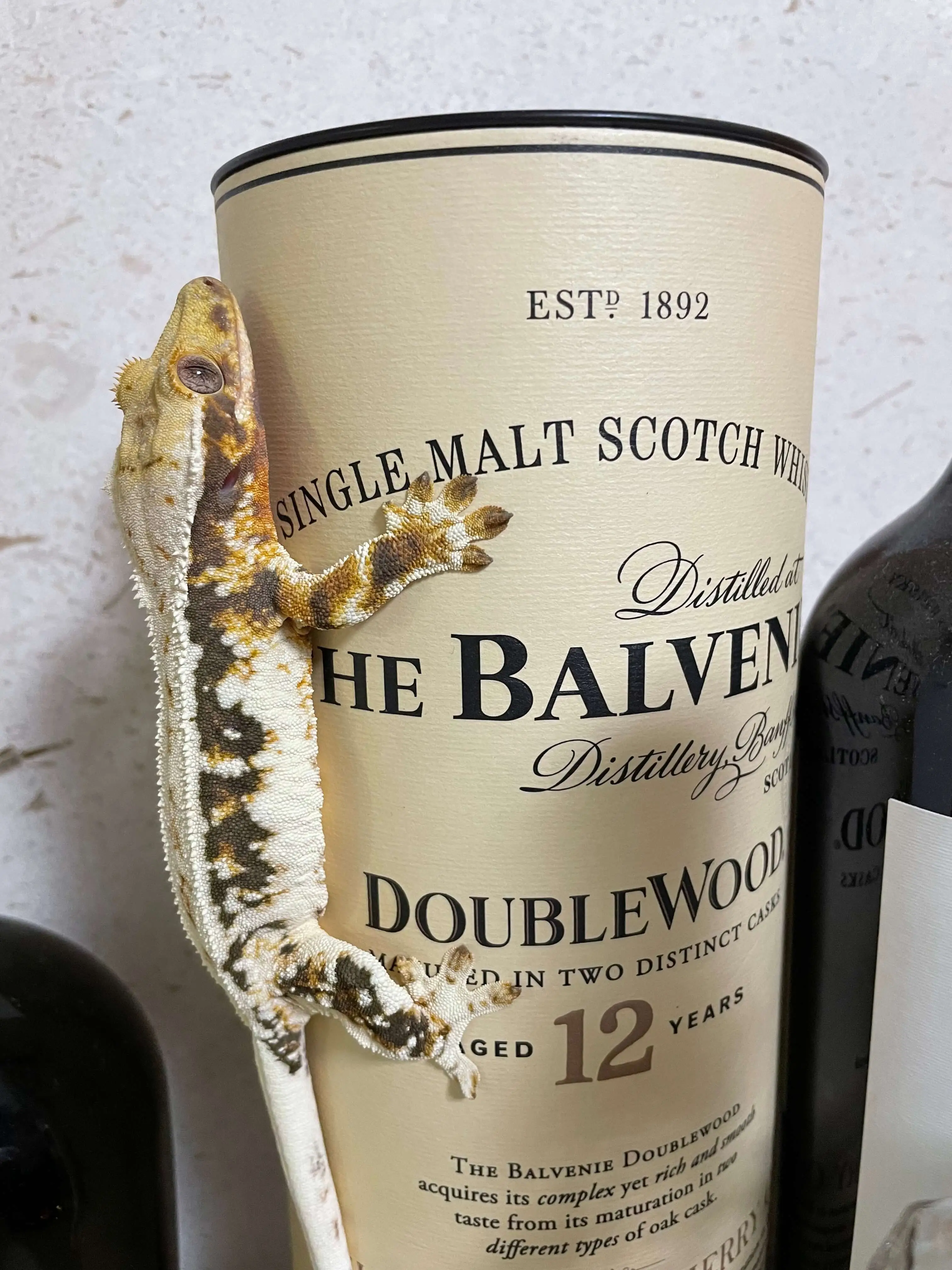 도마뱀 키우기 크래스티드 개코