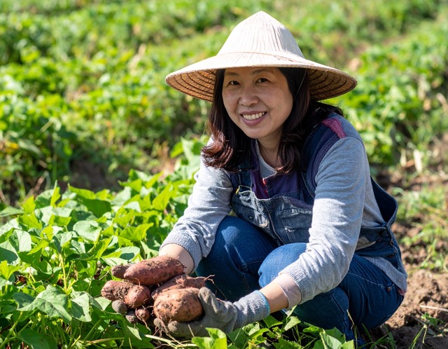 고구마 수확 시기